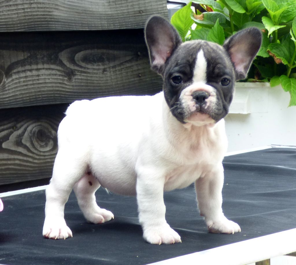 Des Bulls Of Normandy - CHIOTS DISPONIBLES