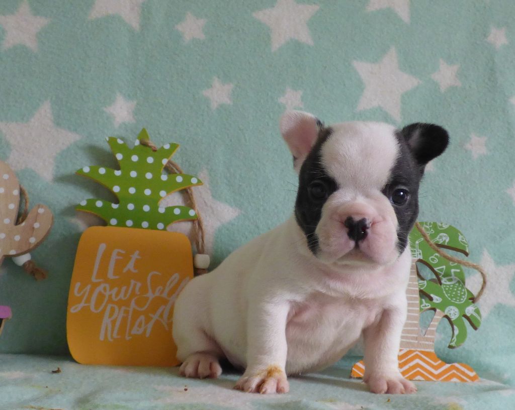 Des Bulls Of Normandy - CHIOTS DISPONIBLES