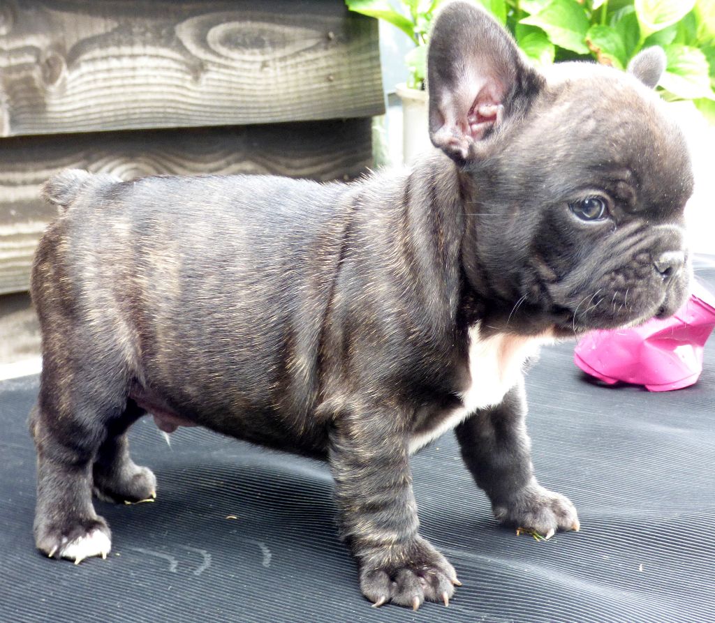 Des Bulls Of Normandy - CHIOTS DISPONIBLES